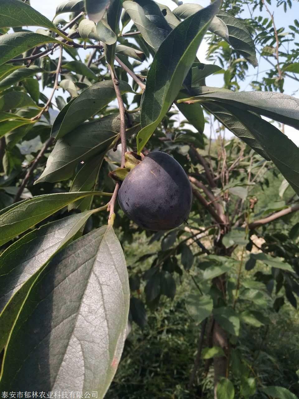 黑柿子苗管理方法,大秋柿子苗