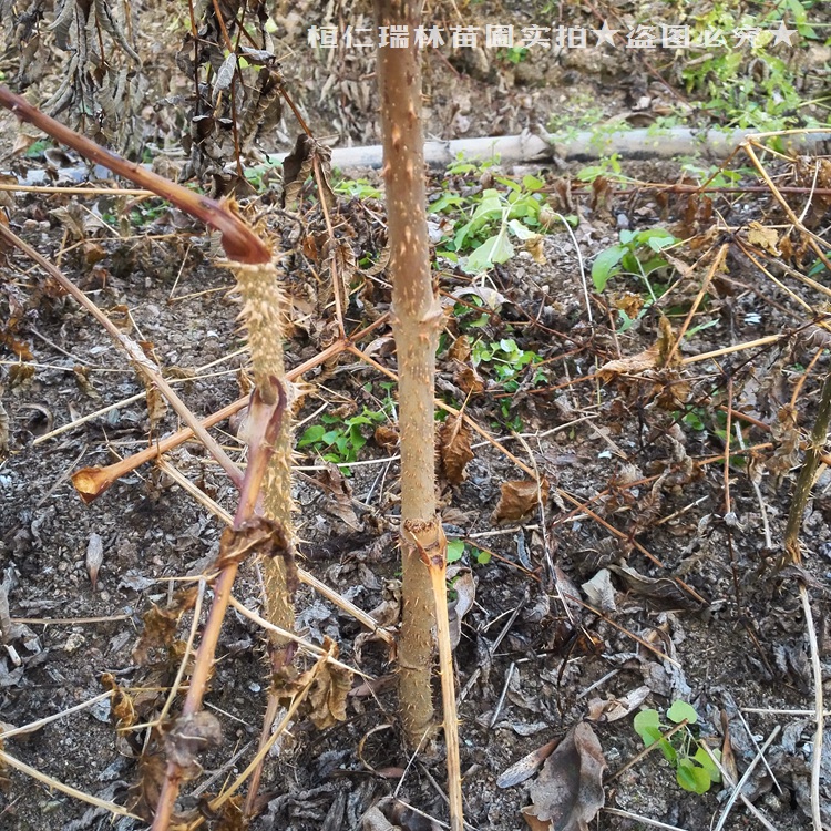 刺老芽苗批发图片