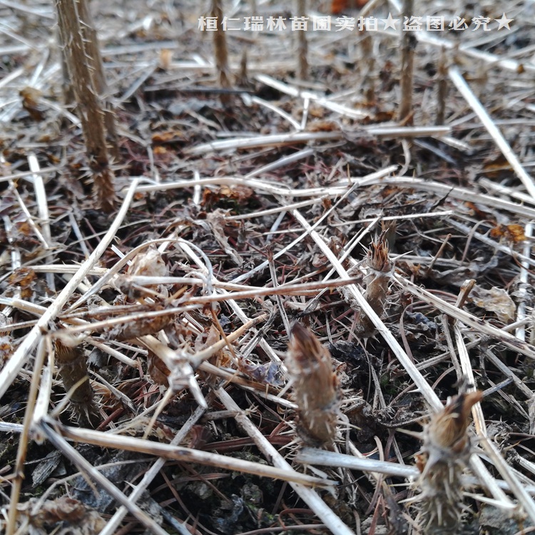 吉林刺嫩芽苗價格東北刺龍芽樹苗瑞林苗圃產地直供