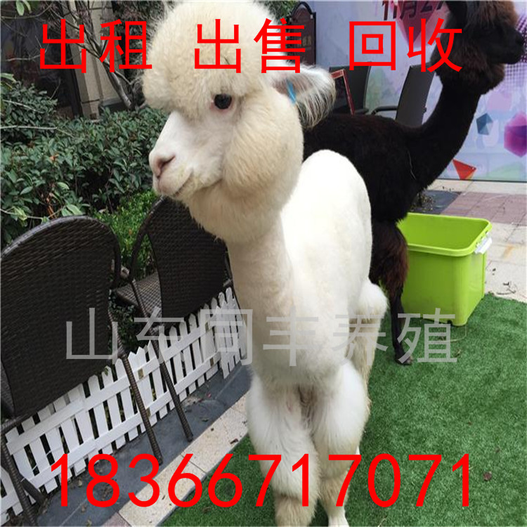 哪里有出售羊驼幼崽的