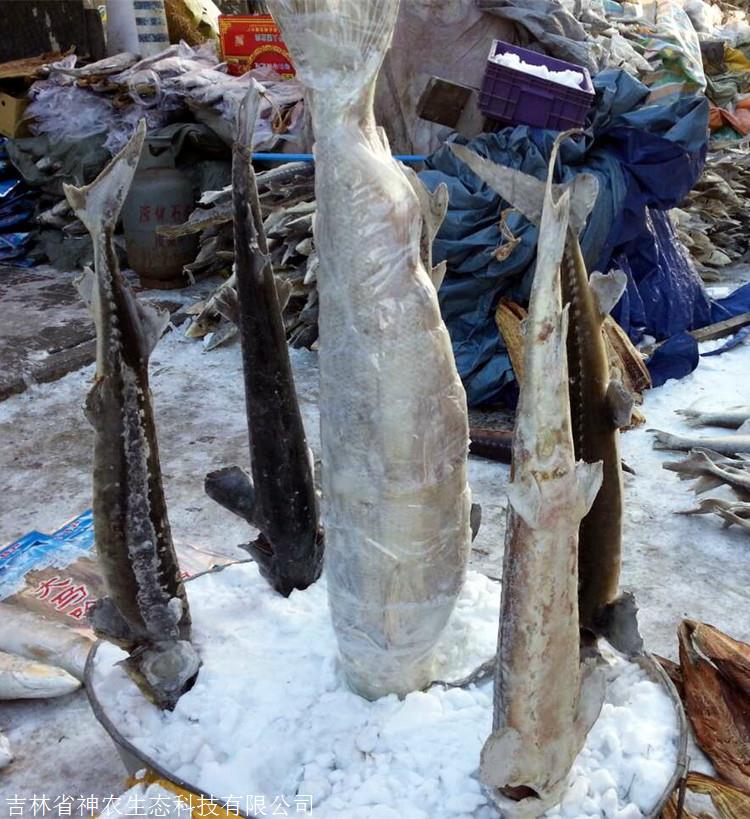 黑龙江抚远特产鲟鳇鱼批发,大黄鱼鳇鱼七粒浮子鱼批发