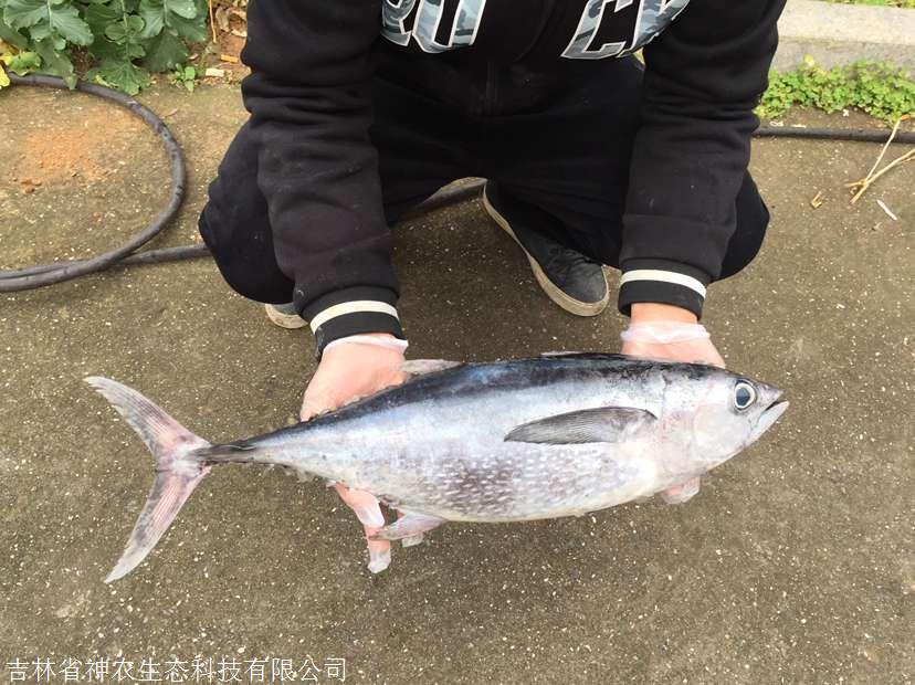 冷凍金槍魚進貨渠道,黃鰭金槍魚批發市場