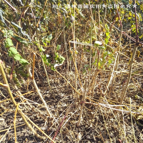 甘肃乌龙头苗木出售昭通刺老包苗自产自销质优价廉