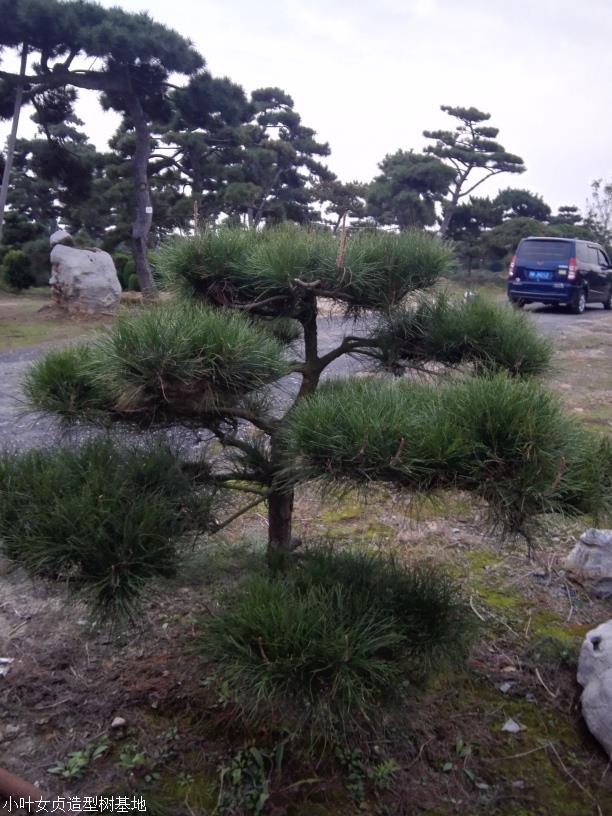 河南油松造型树修剪