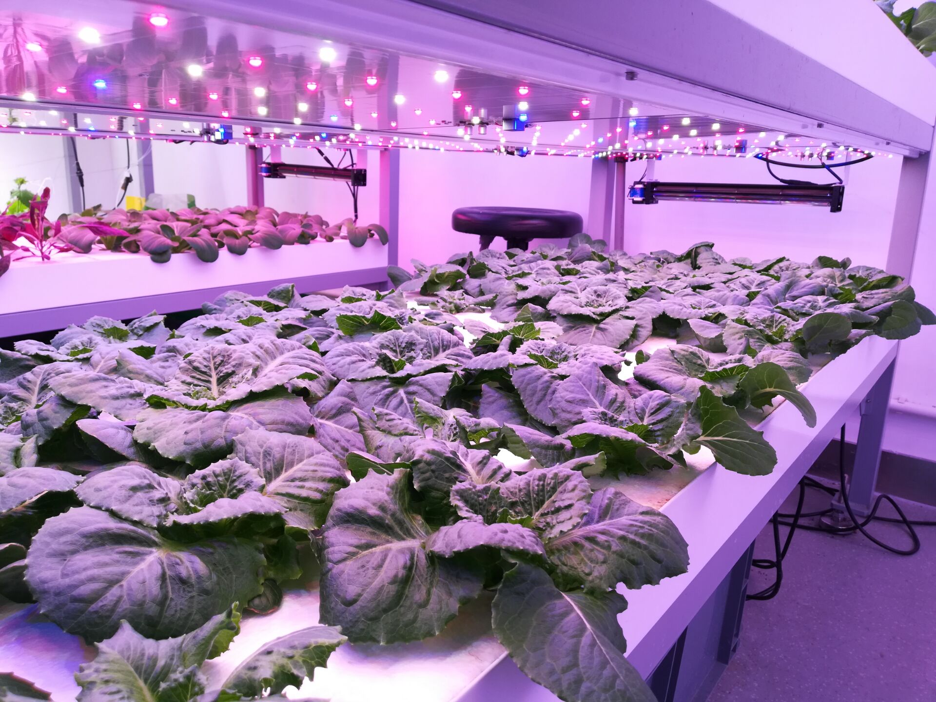 以色列技术气雾培蔬菜集装箱植物工厂人工光种子育苗实验室