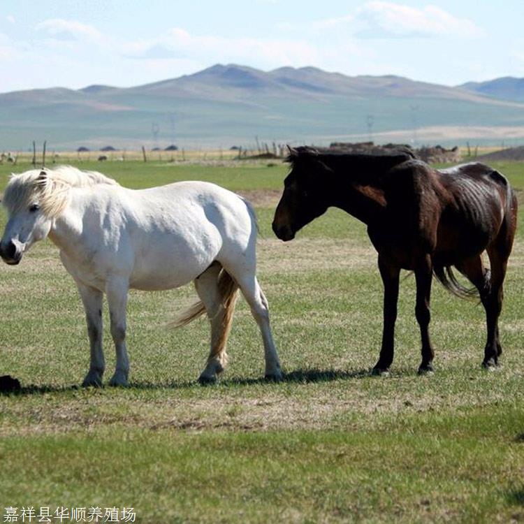 山东养殖场批发蒙古马纯种伊犁马旅游马