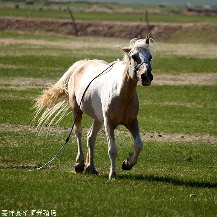 骑乘蒙古马婚庆马阿拉伯马出售价格