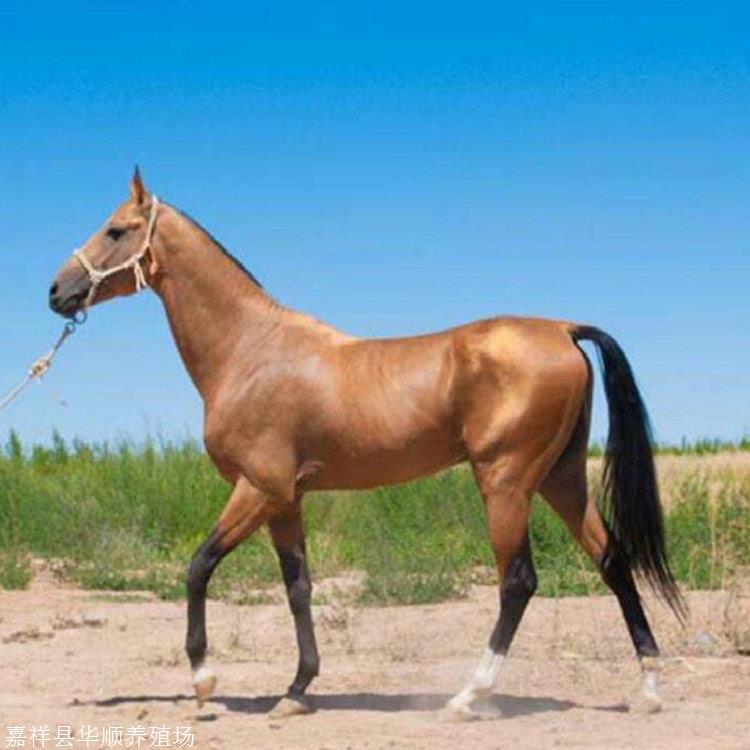 出售训好的伊犁马 半血马 蒙古马