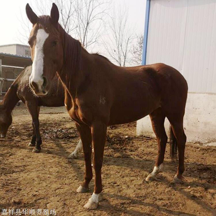 出售純種騎乘馬旅遊蒙古馬婚慶馬