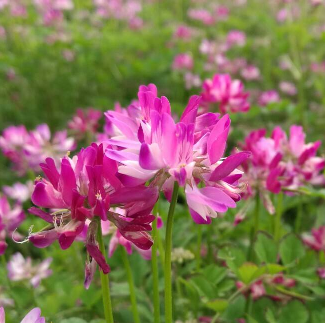 如何才能种好紫云英