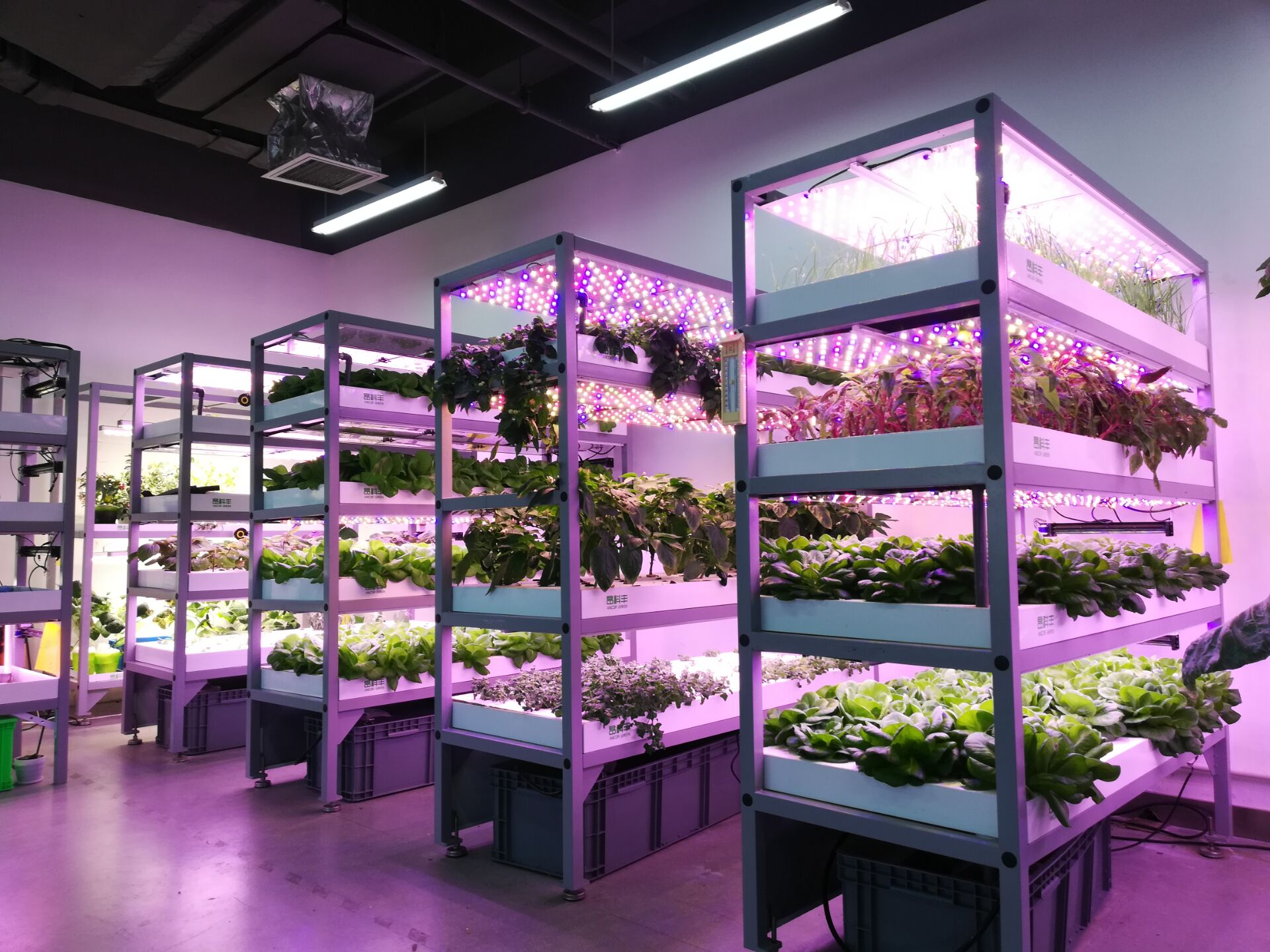 农业示范园立式水培蔬菜育苗集装箱led人工光型植物工厂