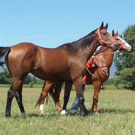 骑乘纯血马蒙古马伊犁马景区拉车马销售价格