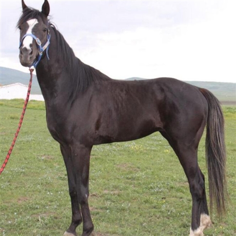 銷售活體半血馬純血馬婚慶馬養殖場