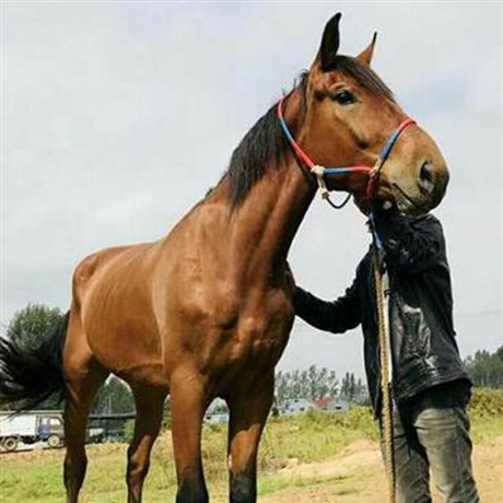 景区骑乘三河马 活体伊犁马 阿