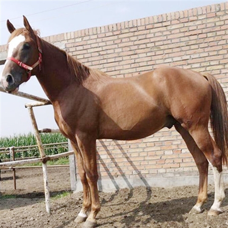 骑乘伊犁马婚庆用阿拉伯马训好听话半血马销售价格