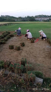 钦州马尼拉草皮，马尼拉草厂家