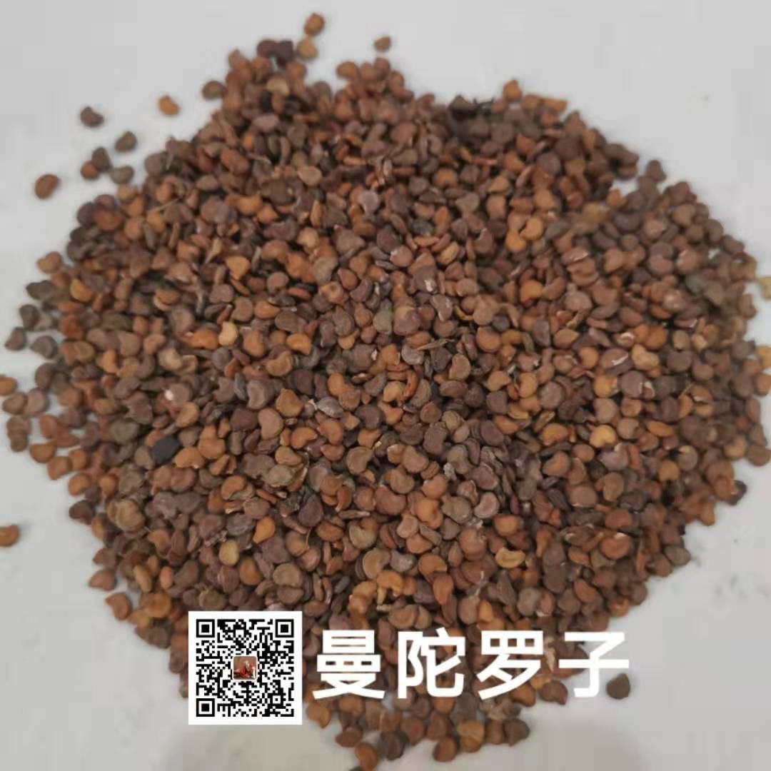 供应曼陀罗子曼陀罗子价格