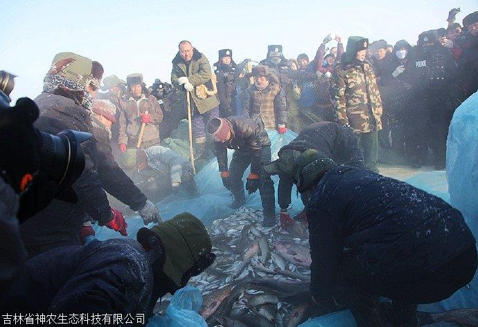 福海冷水魚批發,福海冷水魚價格,福海冷水魚多少錢一斤