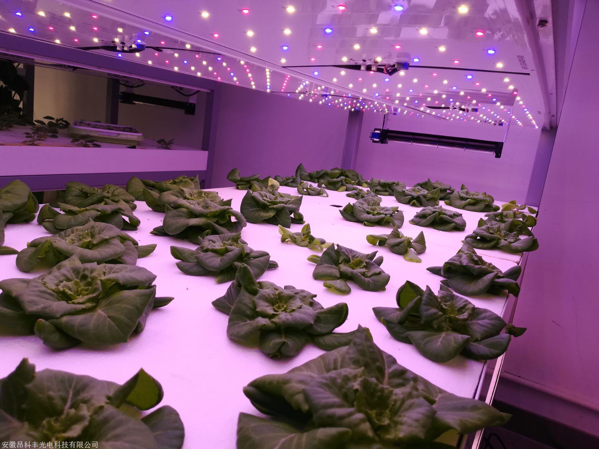 红黄蓝三色蔬菜温室大棚led人工补光灯植物种植工厂