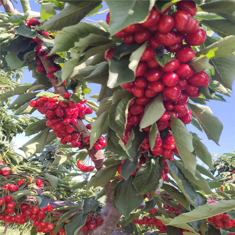 美早大樱桃树苗如何修剪 美早大樱桃几月成熟