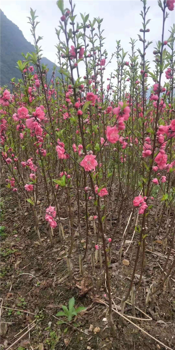 河南桃花树苗繁殖基地 永州四季桃花苗出售