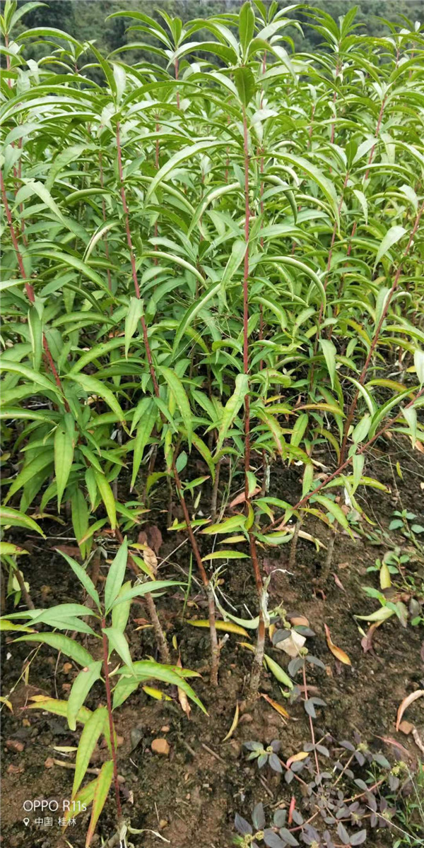 陕西桃花树苗价格 广西贺州桃花小苗批发报价