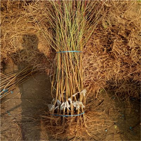 广西玉林桃花树苗种植基地