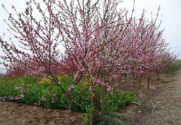 北京桃花小苗种植基地岳阳28公分桃花小苗供应
