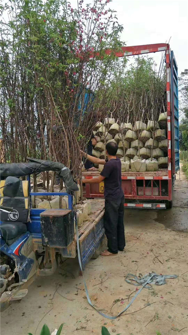湖南桃花树苗批发 桂林桃花树苗市场效益