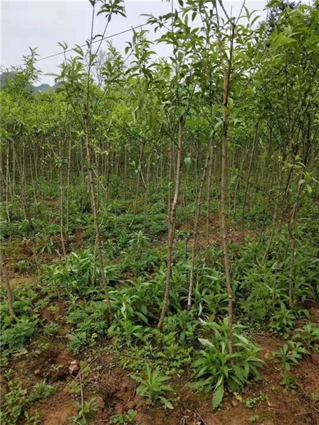 广西百色桃花树苗供应商电话