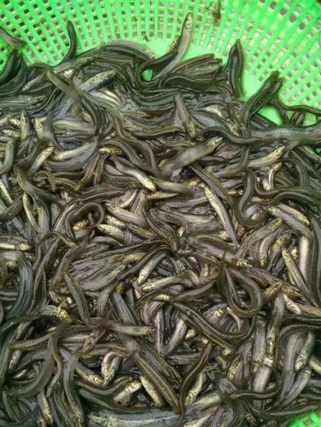 台湾泥鳅苗的价格