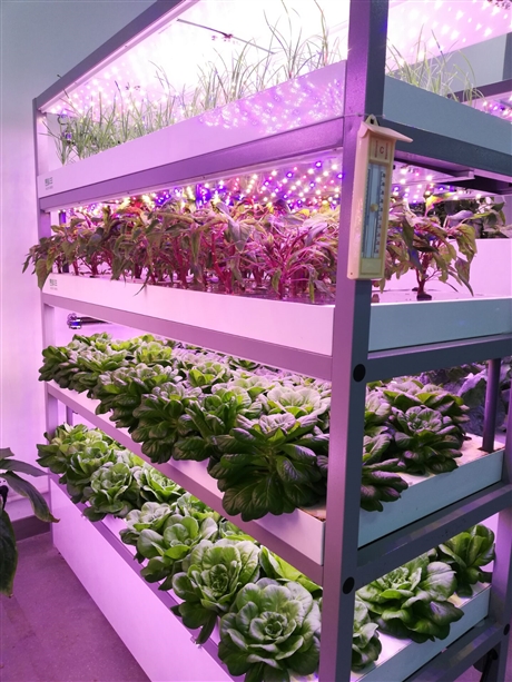 可移动轻便耐用雾水培植物蔬菜种植架模组立式多层