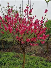 广西那里有桃花苗  重庆那里有桃花树苗