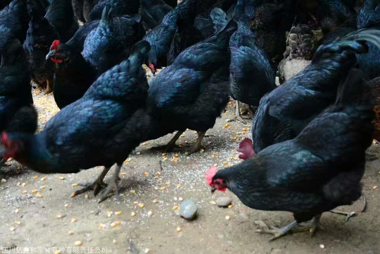 江西萍鄉土雞苗,九江綠殼蛋雞苗價格,新餘蘆花雞苗,贛州黑雞苗