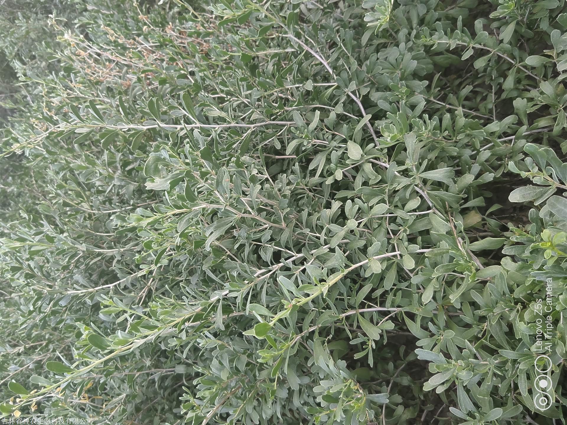 投资预算:栽植白刺果树,盐碱地一亩地需要300---4