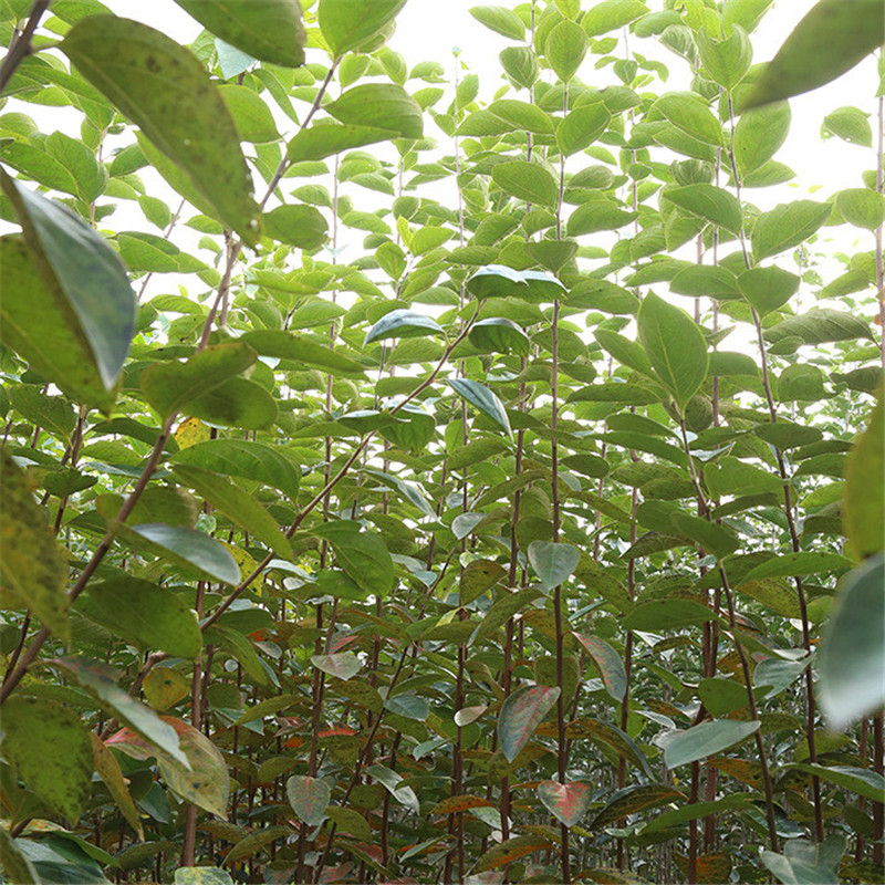 太秋甜柿適合山區種植種植前景如何繁育基地太秋甜柿子苗價格