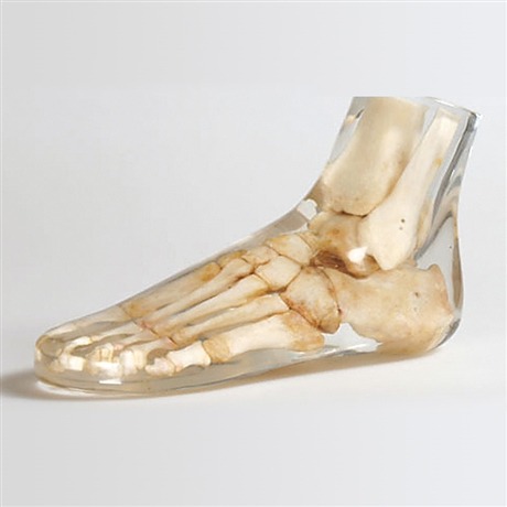 德国夸特QUART X射线足部模型 脚部骨骼模体