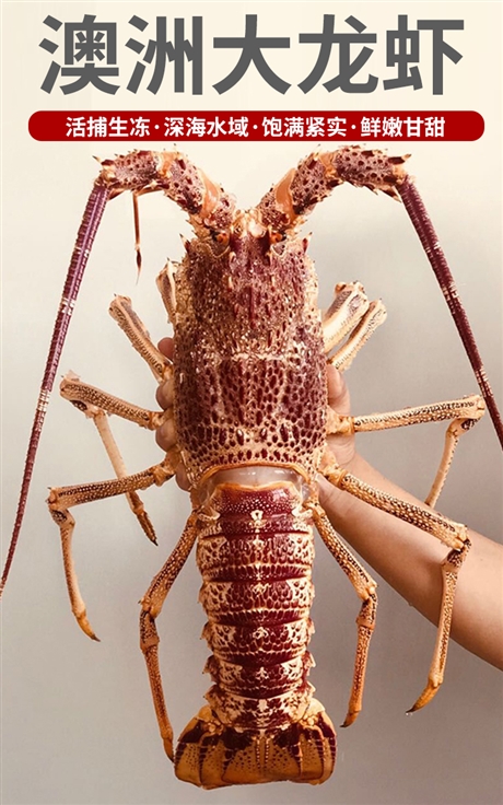 澳洲大龙虾图片 最大图片