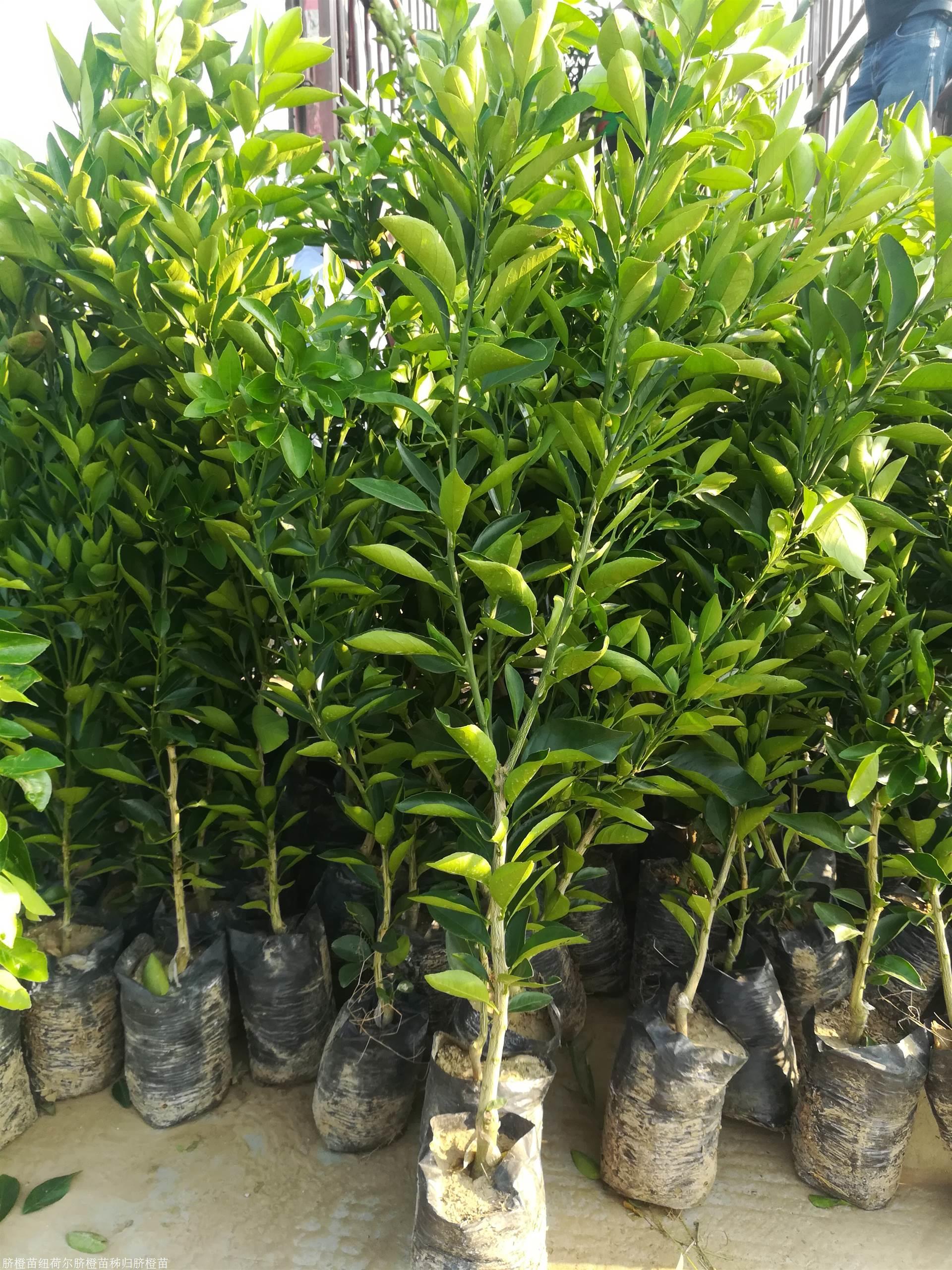 脐橙苗纽荷尔脐橙苗秭归脐橙苗
