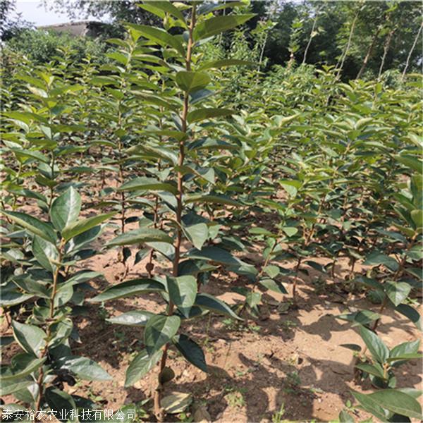 柿子苗 采购柿子苗价格多少钱一棵