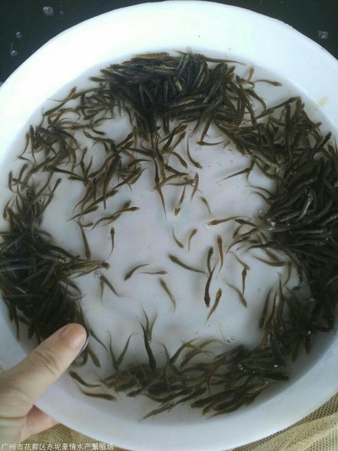 泥鰍魚卵魚苗