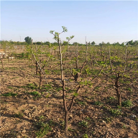 长期批发两年冬枣树苗河南沾化冬枣树苗价格3公分冬枣树苗