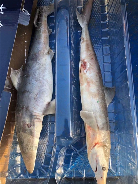 淡水白鲨鱼养殖基地,白鲨鱼批发,白鲨鱼采购报价