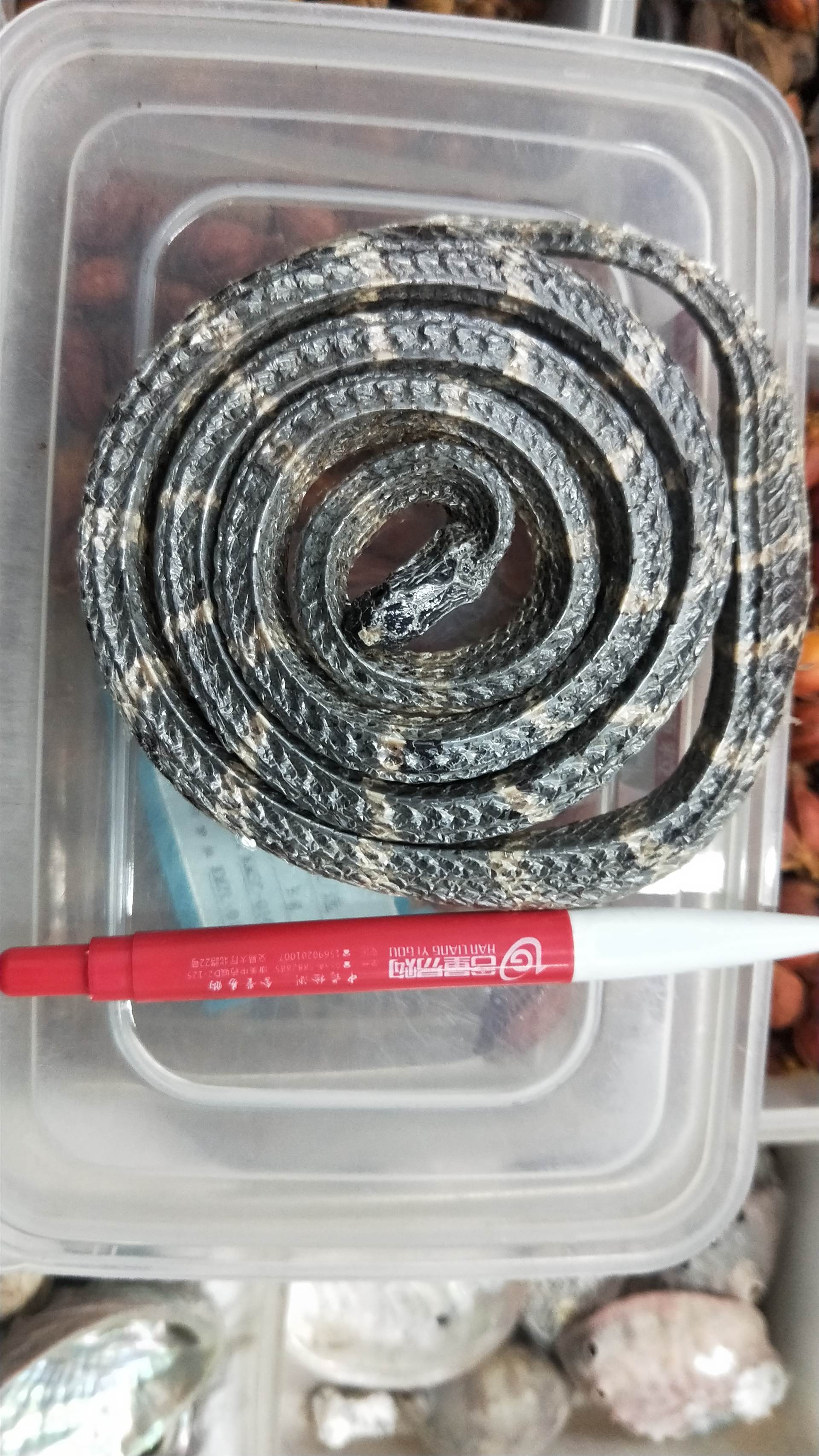 中药材白花蛇产地批发