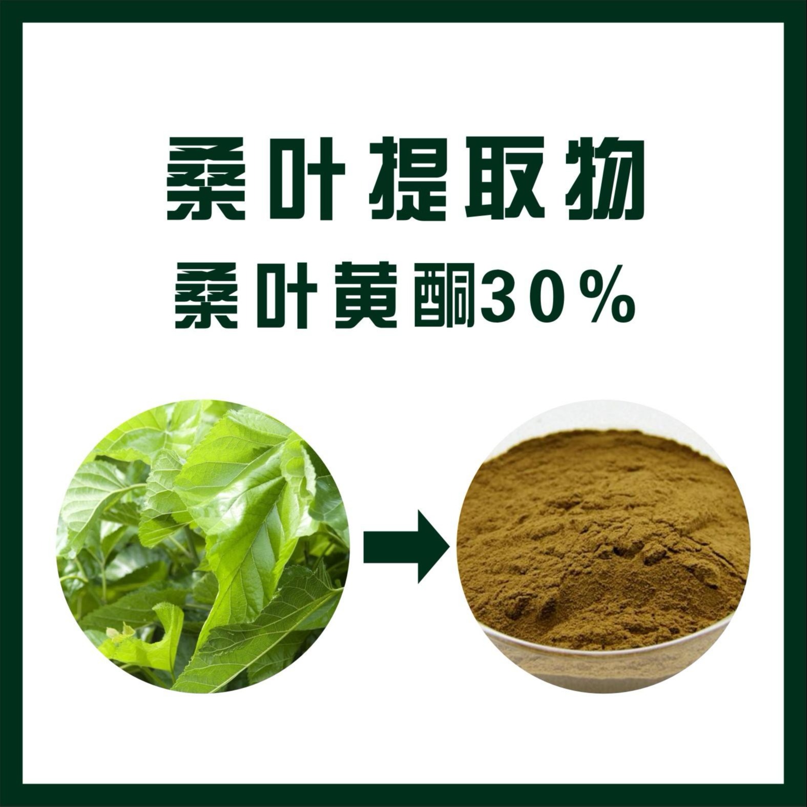 桑叶黄酮30 植物提取物