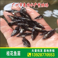 精选鳜鱼鱼苗大量出售 抗病桂花鱼新苗