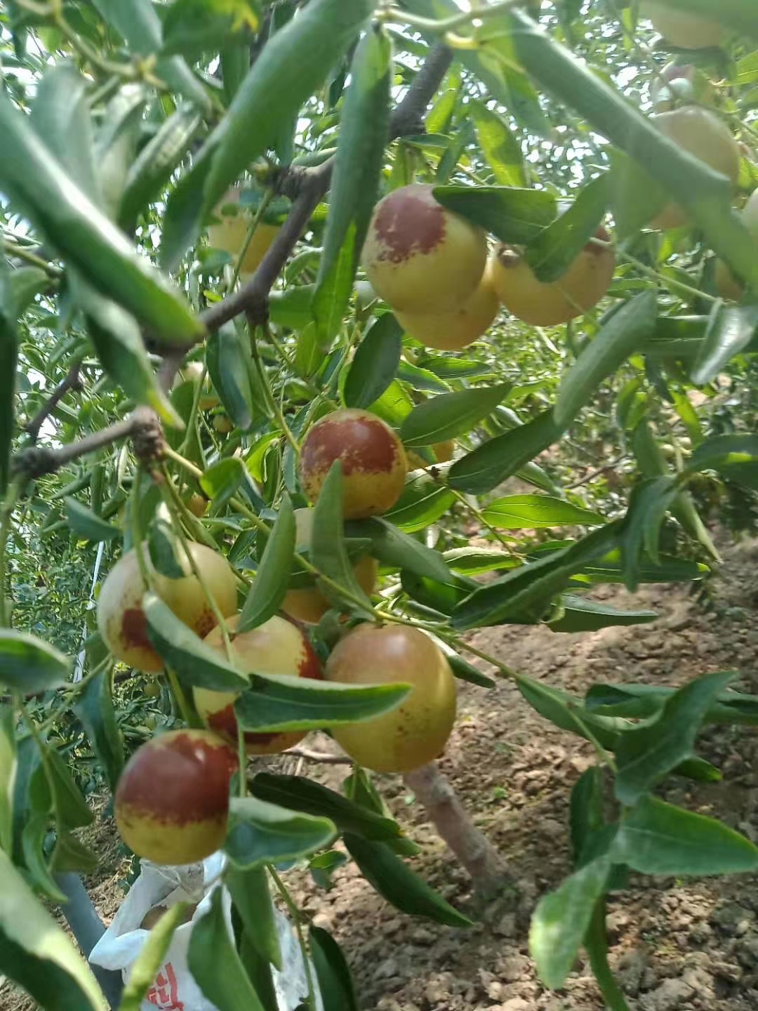 沾化冬枣树苗-沾冬二号冬枣苗-沾化二代冬枣苗_滨州市沾化区茂林冬枣