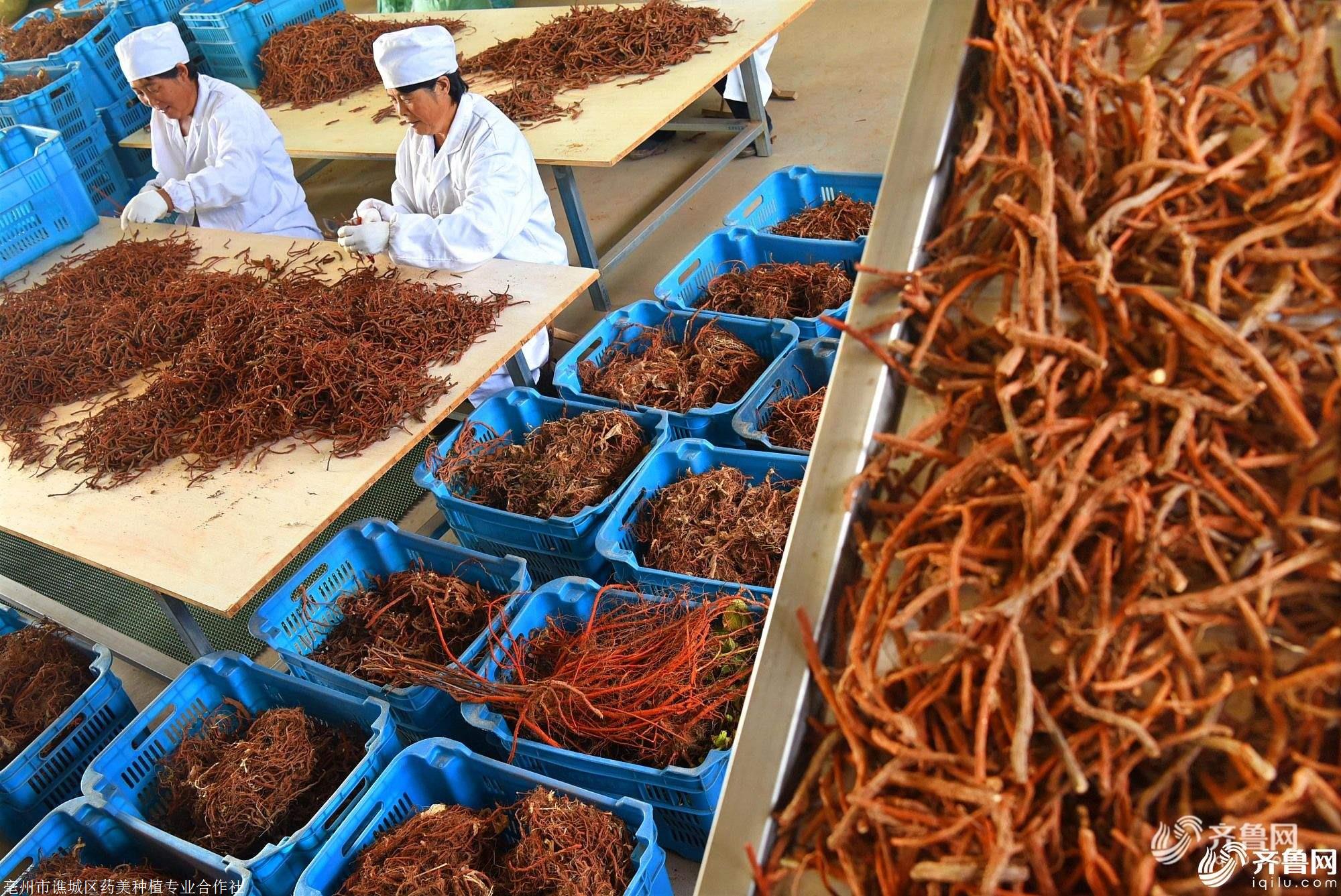 丹参种苗丹参苗基地指导种植