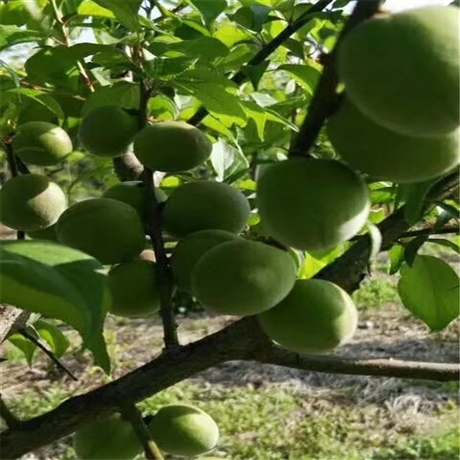 优质青梅苗出售