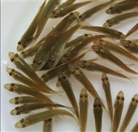 扬州淡水鲈鱼苗 良种加州鲈鱼苗出售 豪情鱼苗供应 鲈鱼水花苗